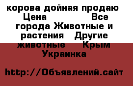 корова дойная продаю › Цена ­ 100 000 - Все города Животные и растения » Другие животные   . Крым,Украинка